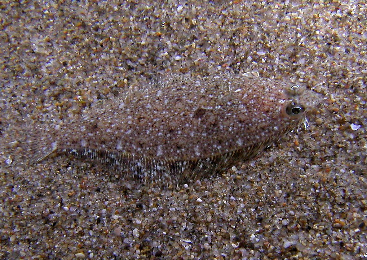 Citharichthys stigmaeus Jordan & Gilbert, 1882